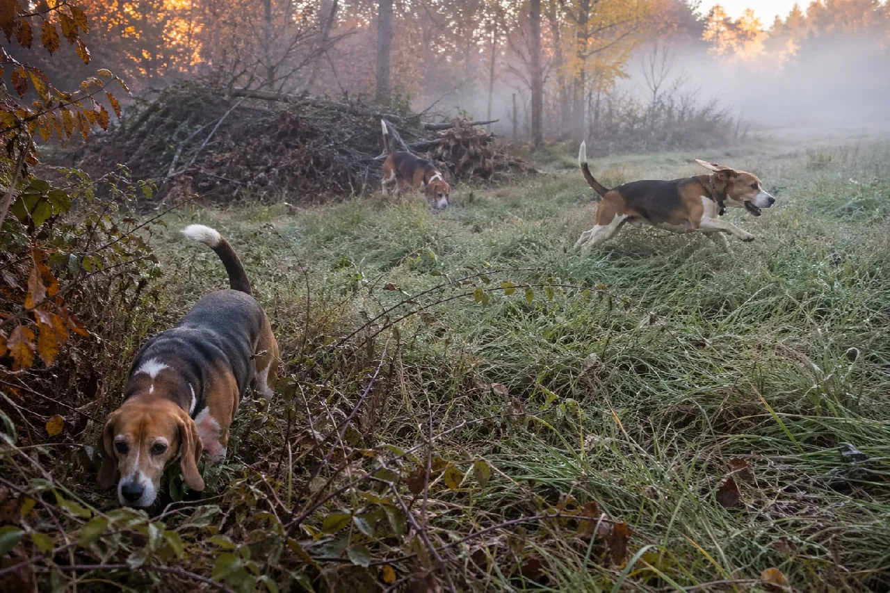 Beagle Hunting Styles Explained