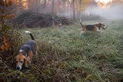 Beagle Hunting Styles Explained