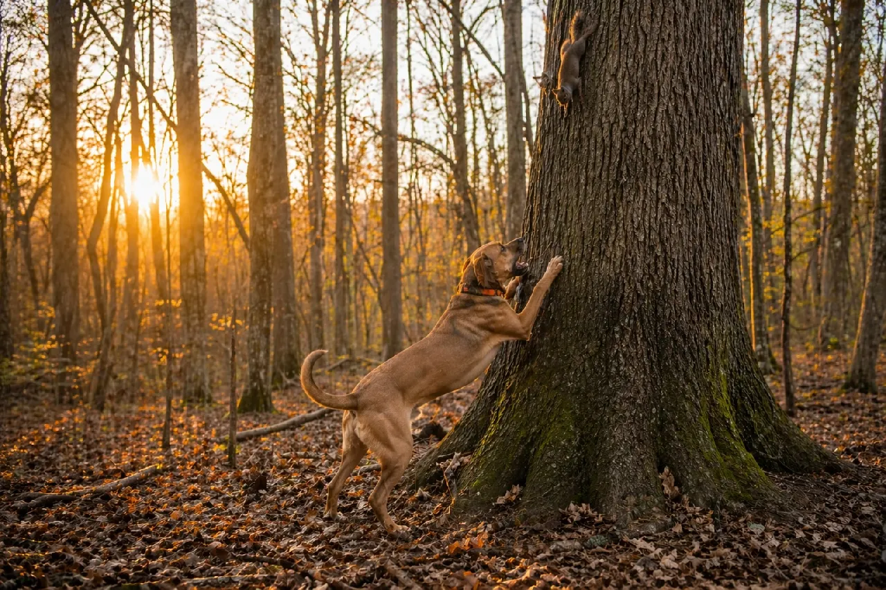 Cur Dogs as Squirrel Dogs