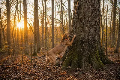 Cur Dogs as Squirrel Dogs