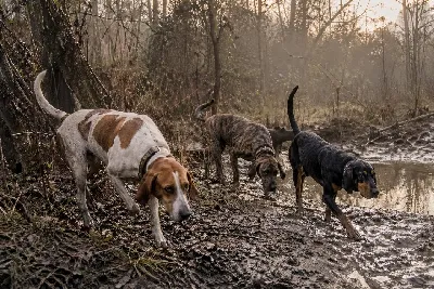 Best Hound Breeds for Hog Hunting