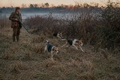 How to Read a Beagle Race Like a Seasoned Hunter