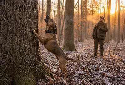 Squirrel Dog Competitions