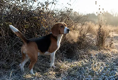Why Beagles Are the Ultimate Rabbit Dogs