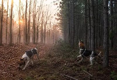Hardwood Timber vs Pine Woods Hunting With Hounds
