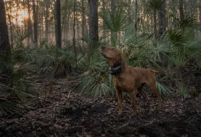How Bay Dogs Locate Wild Hogs