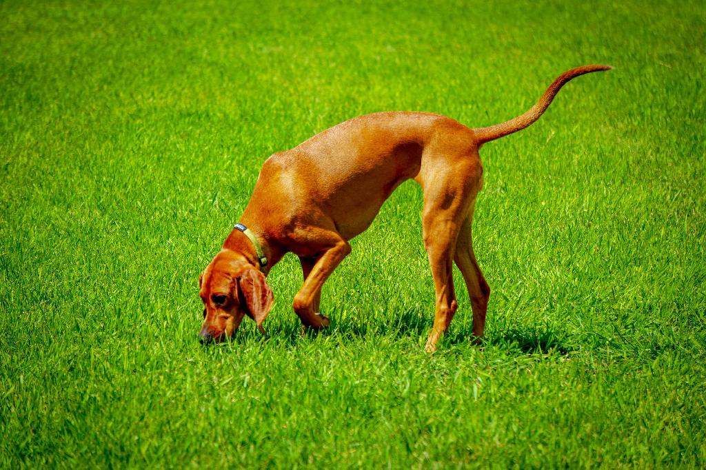 Redbone Coonhound