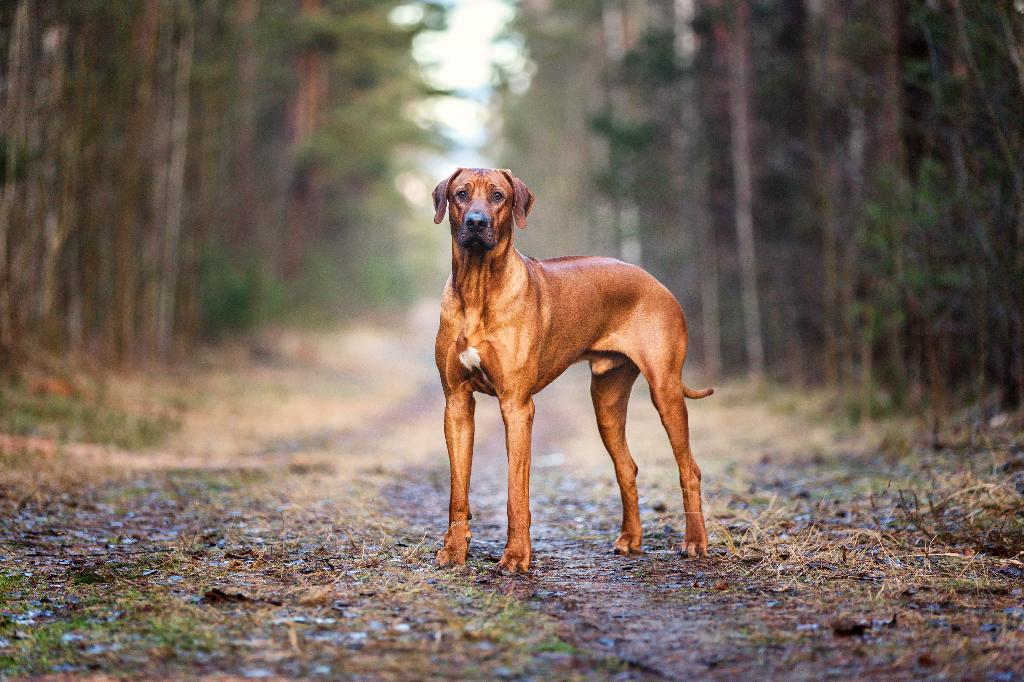 Rhodesian Ridgeback Rhodesian Ridgeback