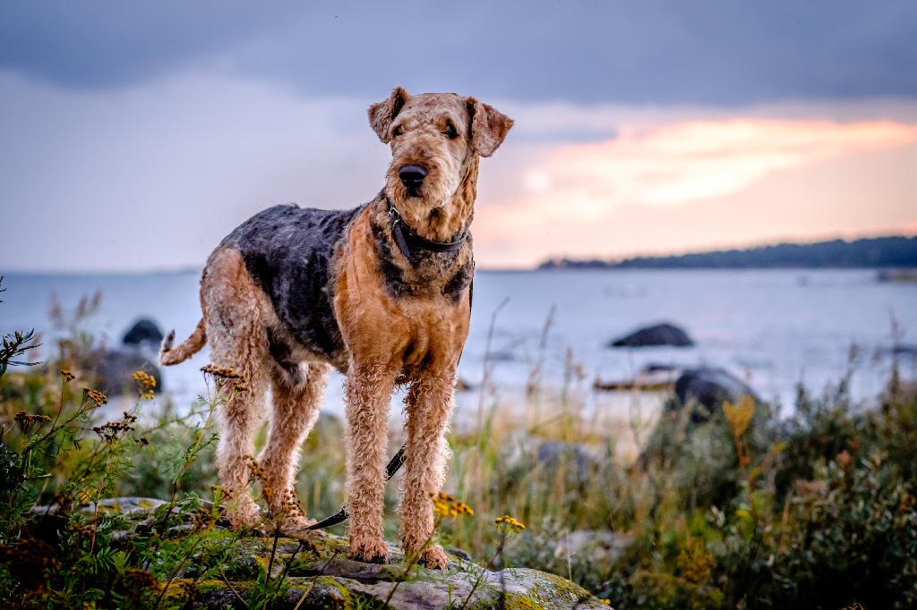 Airedale