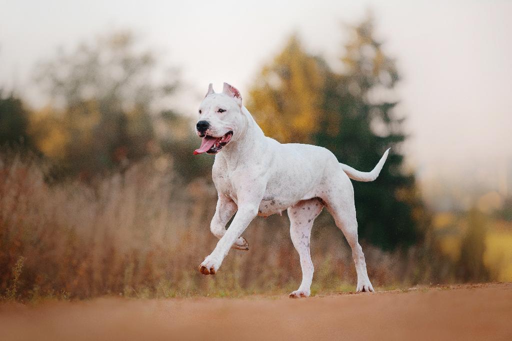 Dogo Argentino Dogo Argentino