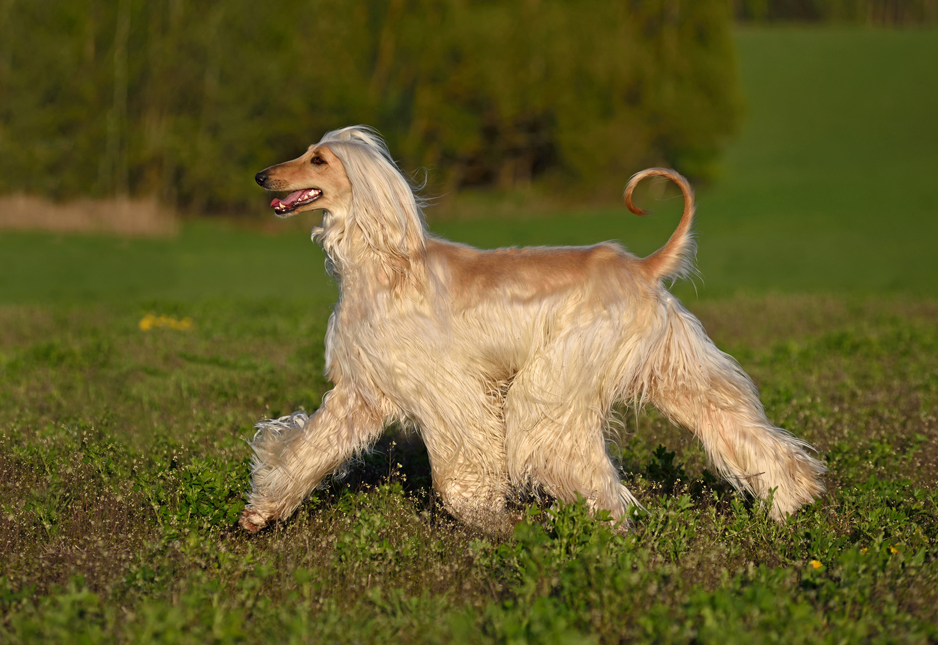 Afghan Hound
