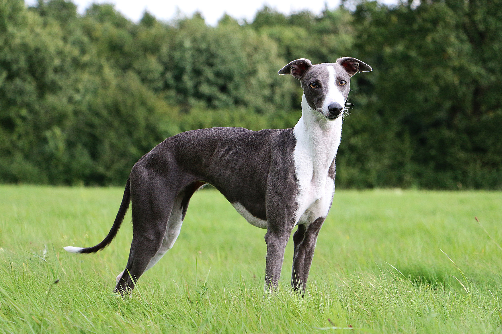 Whippet