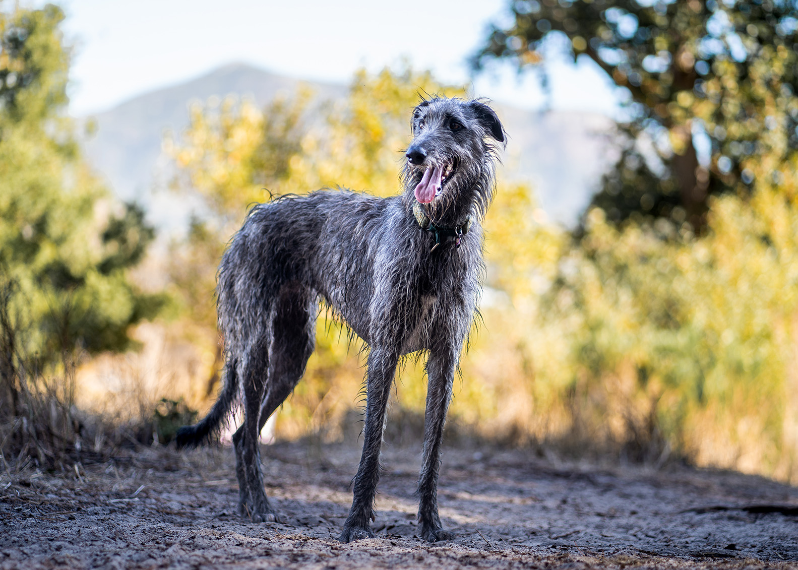 Scottish Deerhound Scottish Deerhound