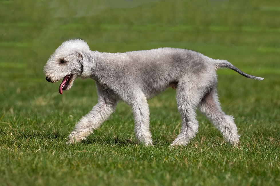 Bedlington Terrier