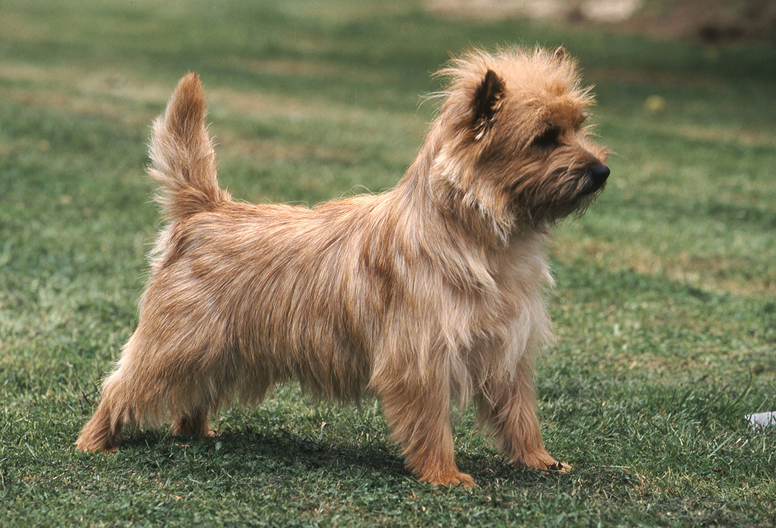 Cairn Terrier