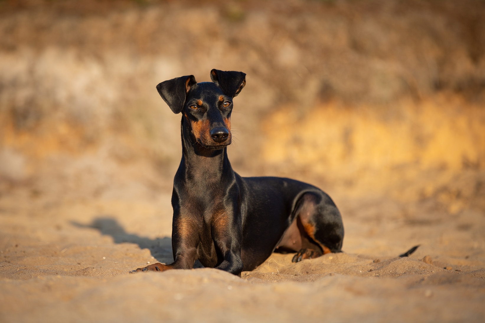 Manchester Terrier
