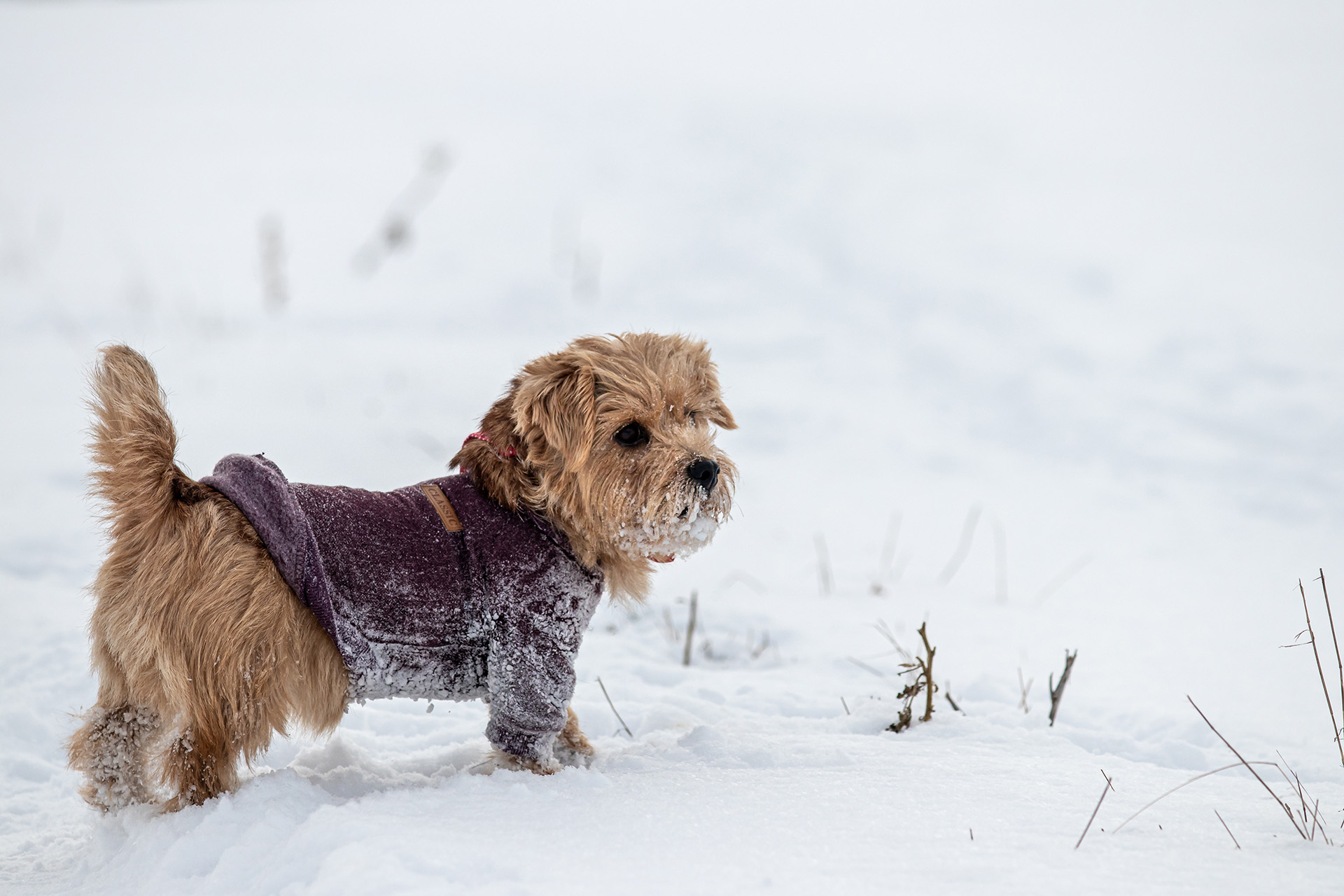 Norfolk Terrier