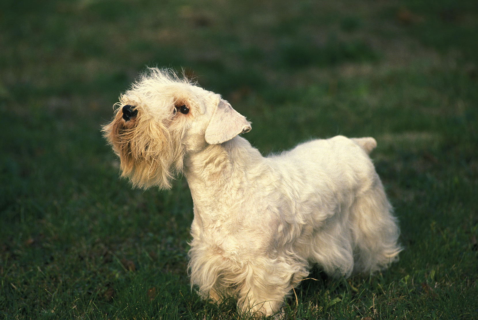 Sealyham Terrier
