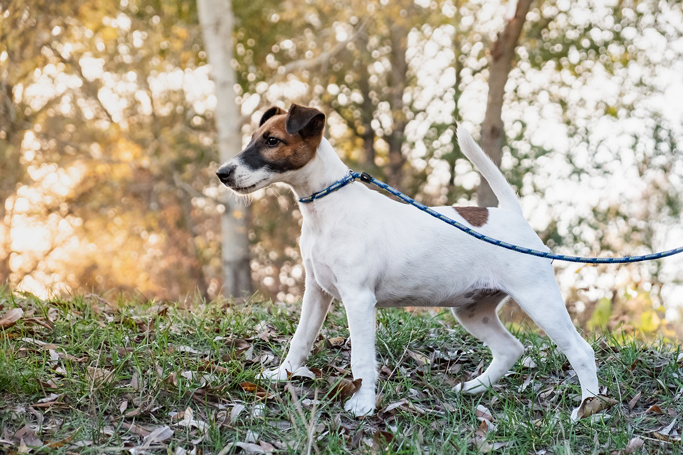 Smooth Fox Terrier