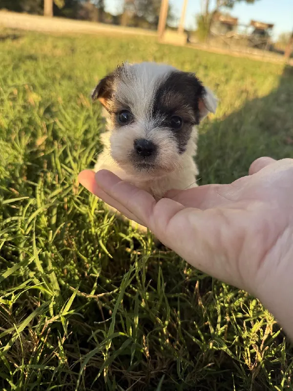 GCH SIRED RUSSELL TERRIERS