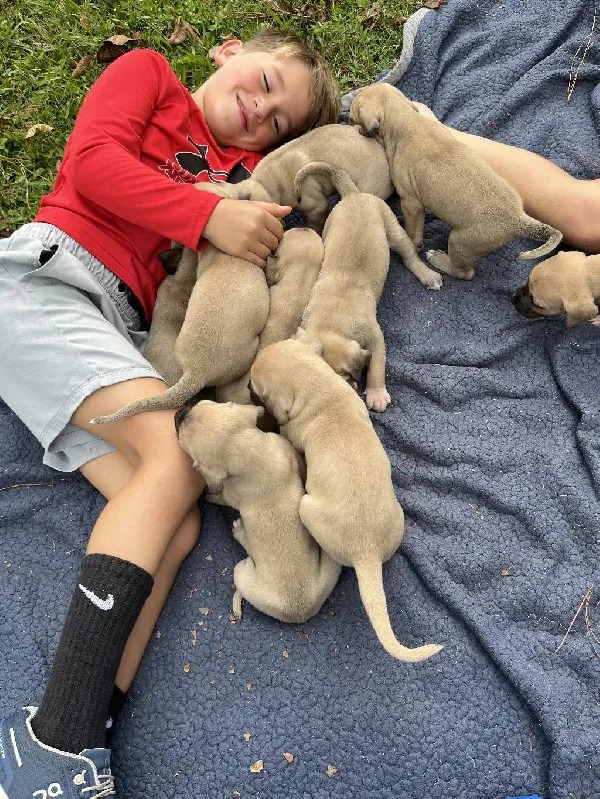 BLACK MOUTH CUR PUPPIES
