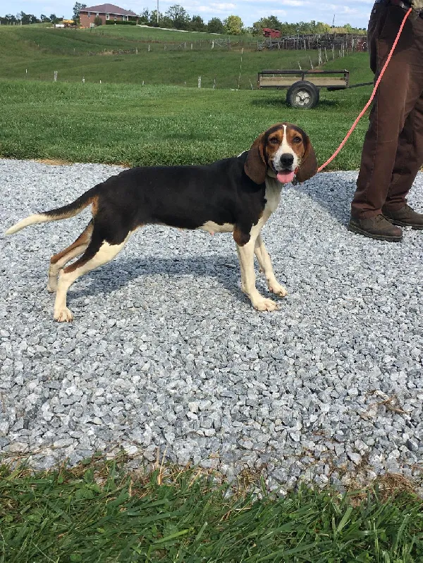 REGISTERED FEMALE WALKER COON DOG