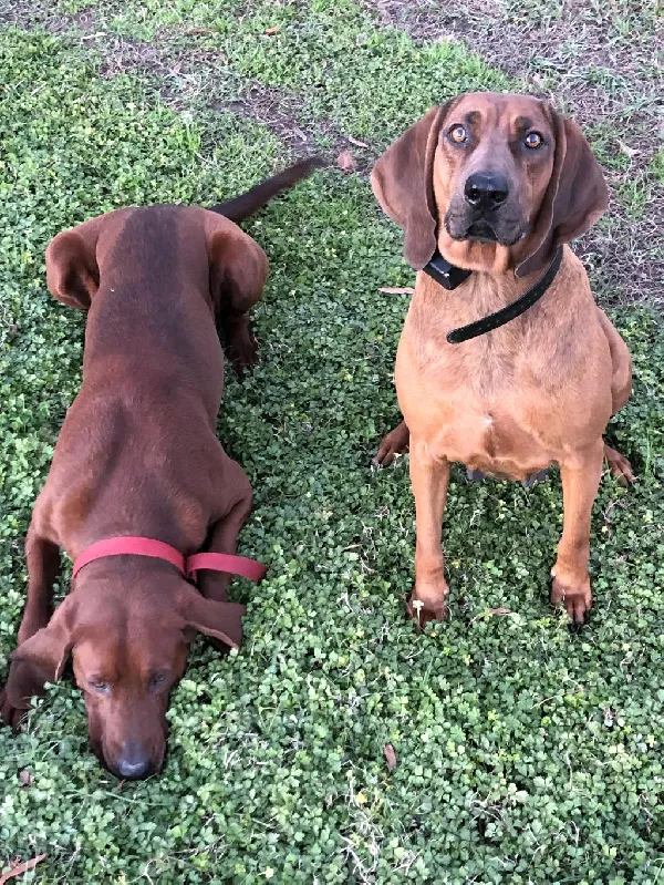 REDBONE PUPPIES