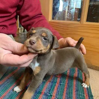 NKC TREEING FEIST PUPPIES