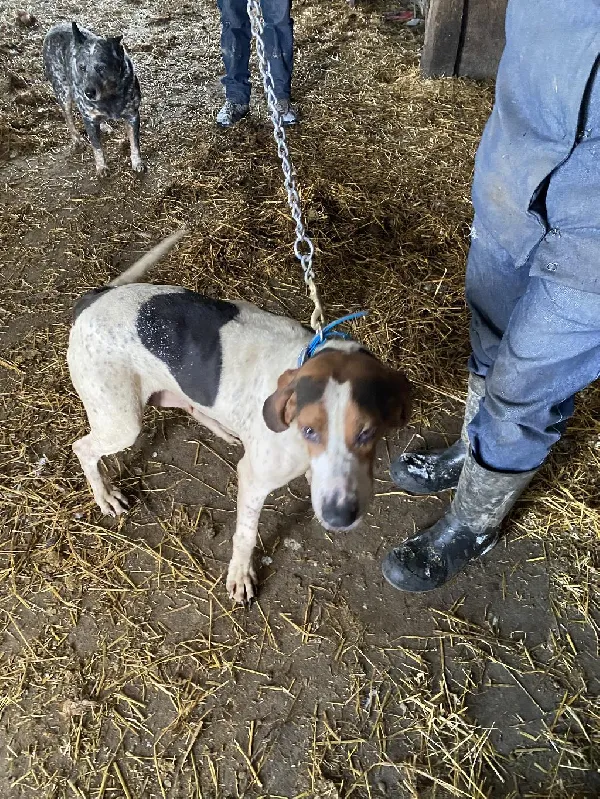 TREEING WALKER FEMALE FOR SALE