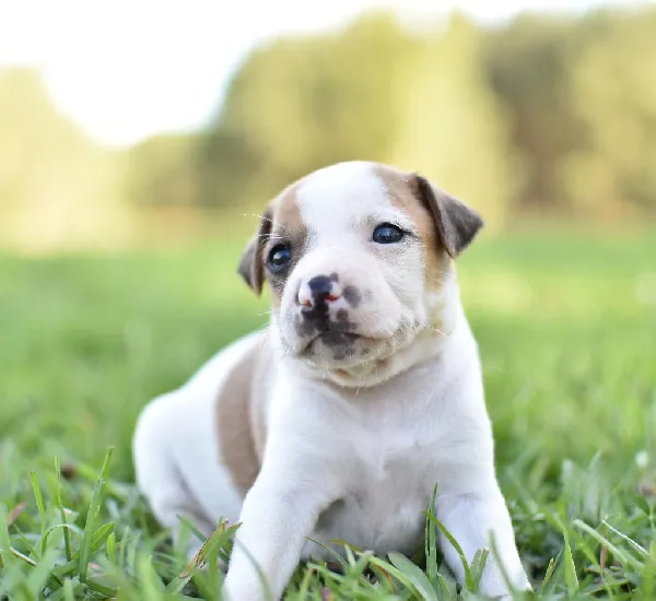 UKC NKC TREEING FEIST PUPPIES