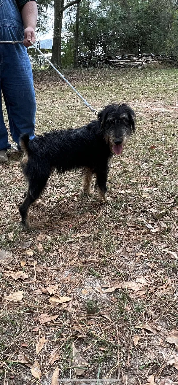 UKC REG GERMAN JAGDTERRIER FEMALE