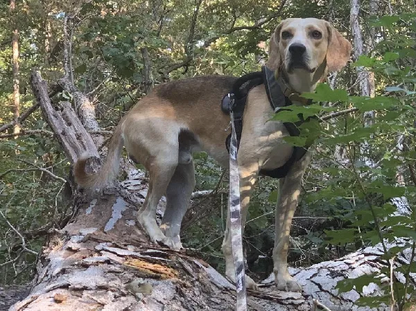 RESCUE WITH POTENTIAL