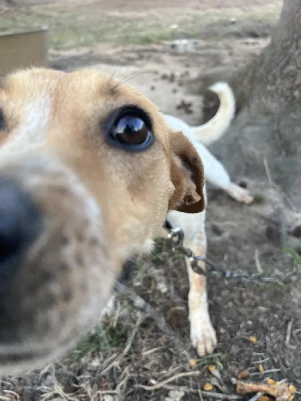 WILLOW HUNTING BEAGLE