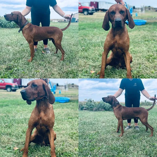 REDBONE COONHOUND