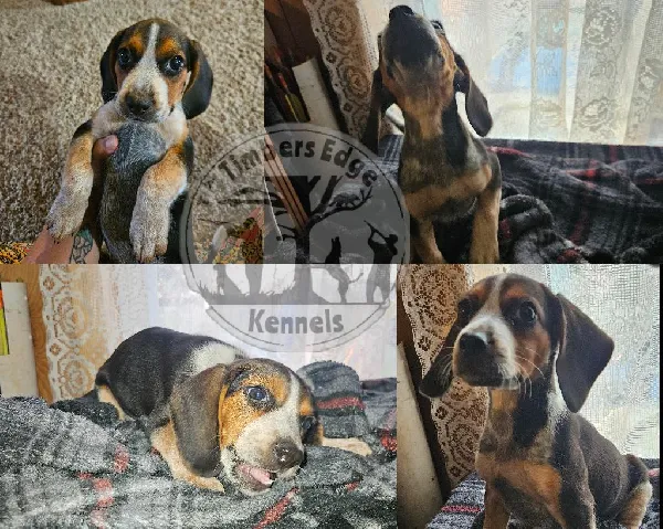 NKC/UKC BEAGLE