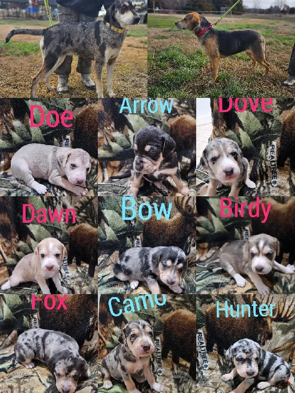 UKC AMERICAN LEOPARD HOUNDS