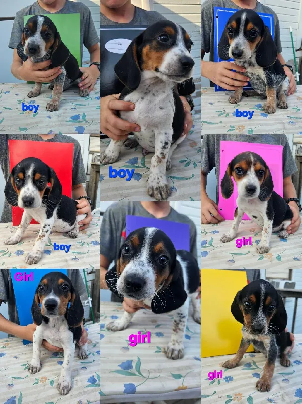 NKC/UKC BEAGLES