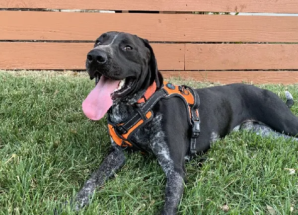 HELP TWO ABANDONED BLUETICK/LAB MIXES