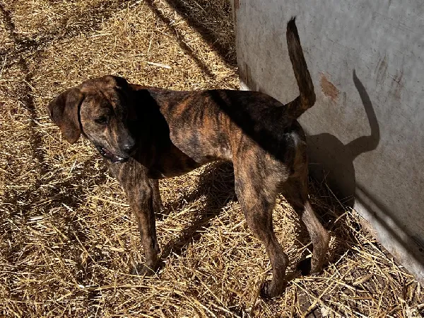MOUNTAIN CUR FOR SALE