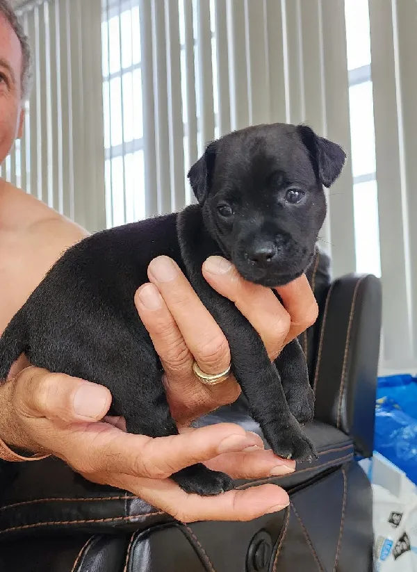 PATTERDALE TERRIERS LOOKING FOR HOME