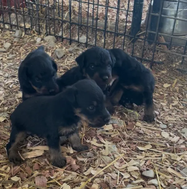 JAGDTERRIER PUPS