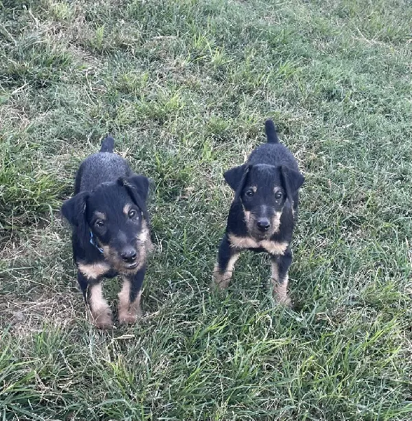 JAGDTERRIER PUPS