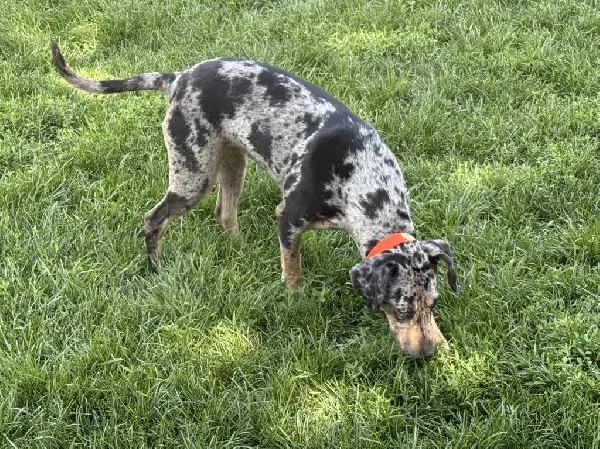 CATAHOULA LEOPARD DOGS