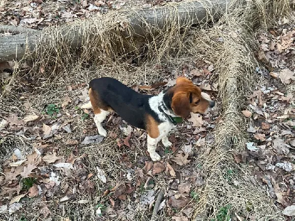 OL`DAN STARTED HUNTING BEAGLE