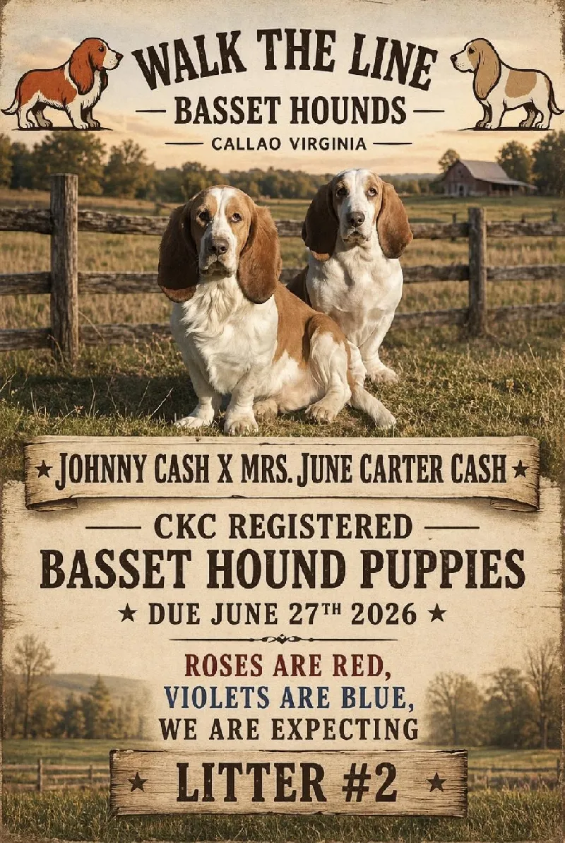 CKC REGISTERED BASSET HOUND PUPPIES