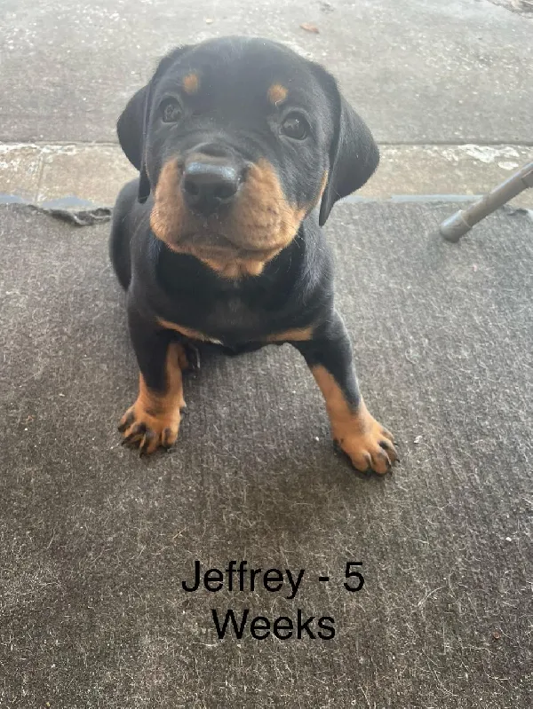 CATAHOULA Ã— HOUND PUPPIES â€“ HUNTING PROSPE