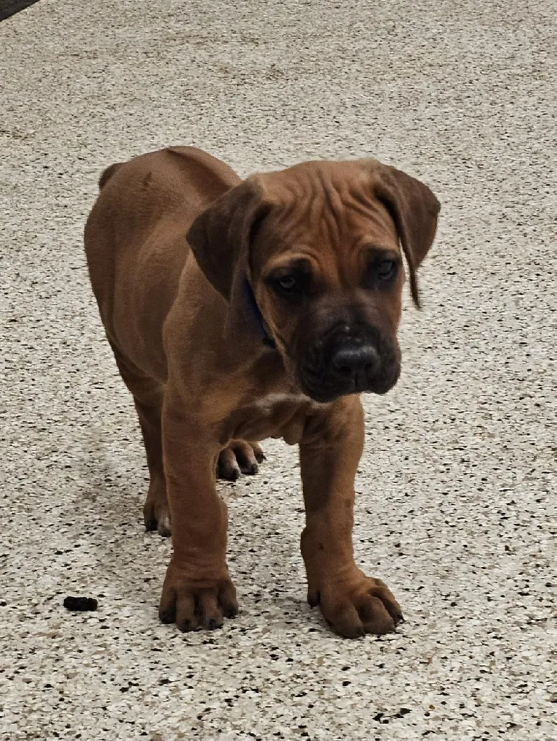 RHODESIAN RIDGEBACK PUP