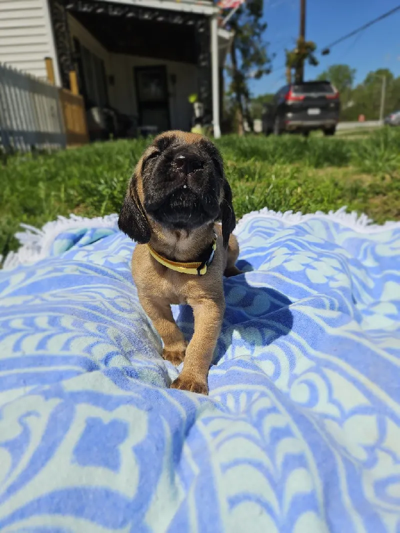 BLOODHOUND PUPS – STRONG NOSE POTENTIAL