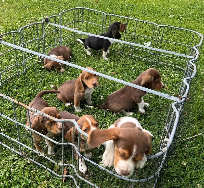 AKC BEAGLES PUPPIES FOR SALE